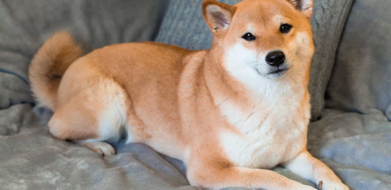 Shiba Inu Topluluğu Yeni Bir Dönüm Noktasına Ulaştı