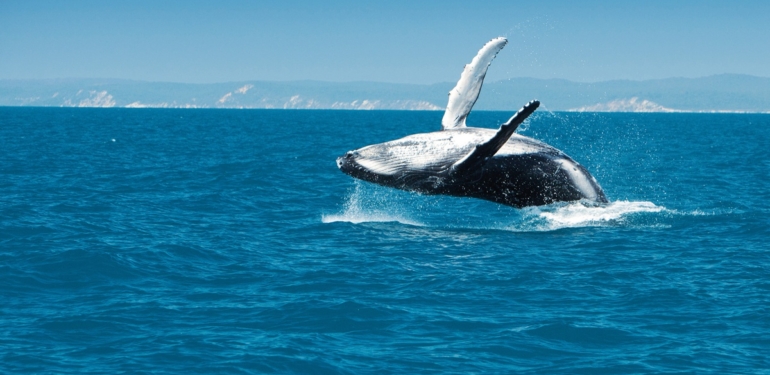 Anonim Balinadan En Büyük Altcoin’de 1.7 Milyar Dolarlık Alım!