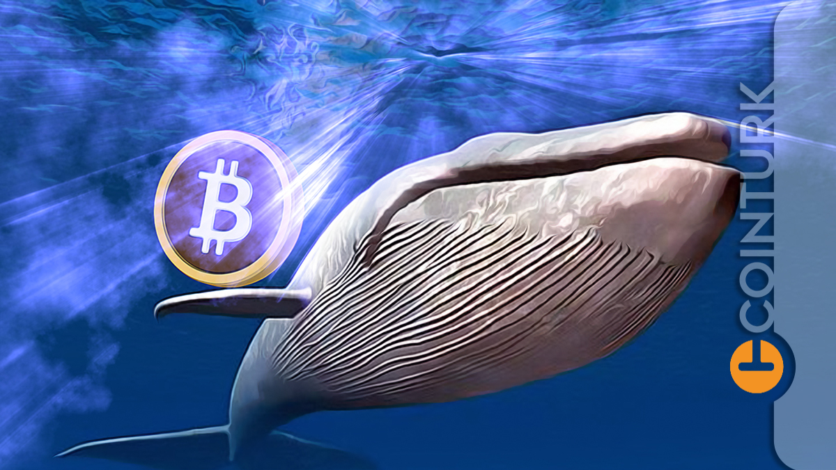 WhaleStats Bildirdi: Ethereum Balinalarının Gözü Bu Altcoinlerde!