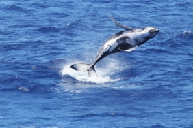 Balinadan Yüklü Bitcoin Alımı