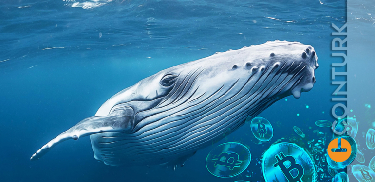 dev-balina-halen-bu-altcoinden-almaya-devam-ediyor-cunku-zirveden-yuzde-96-dustu - Crypto Turkey Dev Balina Halen Bu Altcoinden Almaya Devam Ediyor! Çünkü Zirveden Yüzde 96 Düştü!