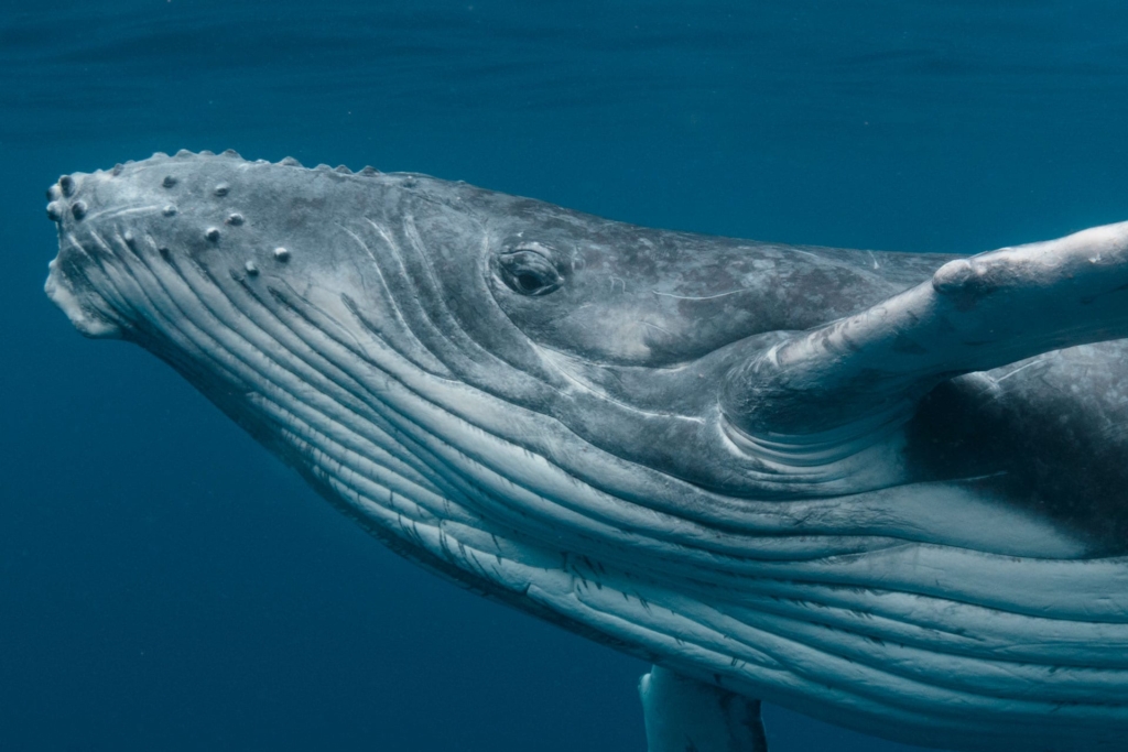 Balinalar, token kilit açılımından önce DYDX faaliyetlerine hız verdi