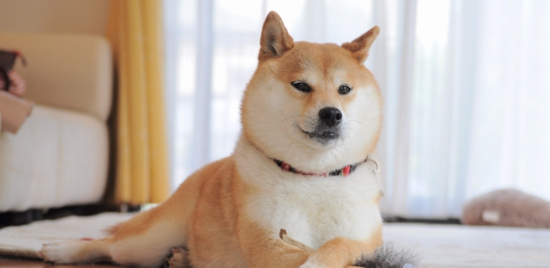 SHIB boğaları, harekete geçmek için bekliyor