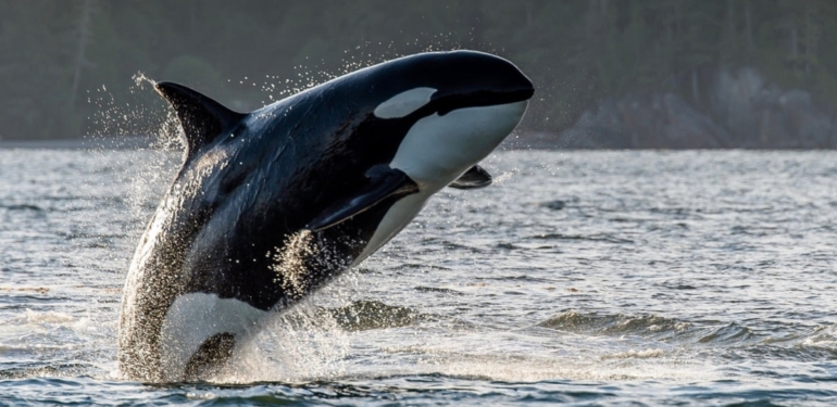 Kripto balinaları, yoğun bir şekilde Ether biriktiriyor
